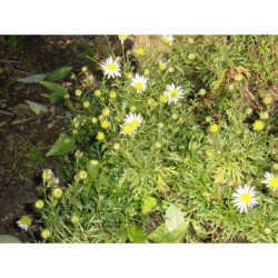 Chrysanthemum arcticum - kopretina