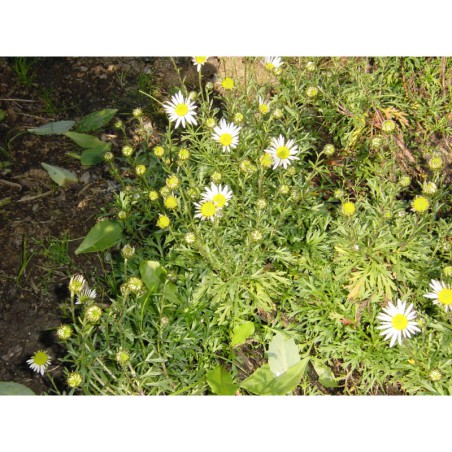 Chrysanthemum arcticum - kopretina