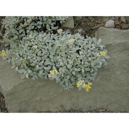 Chrysanthemum haradjanii - chryzantéma