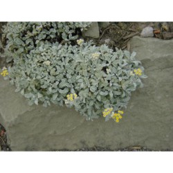 Chrysanthemum haradjanii - chryzantéma