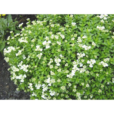 Iberis semp. Sneeflocke - iberka