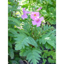 Incarvilea delavayi - dvojostice