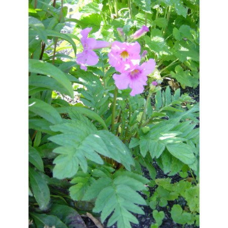 Incarvilea delavayi - dvojostice