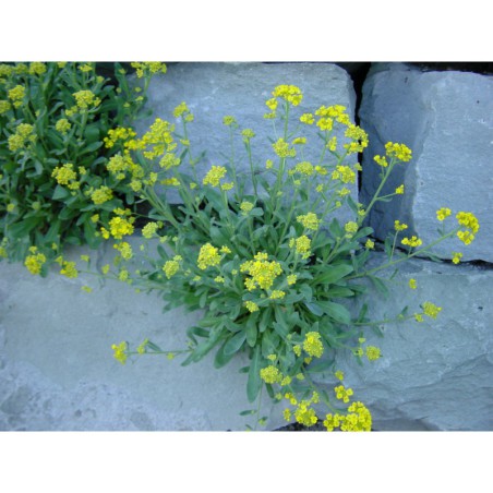 Alyssum saxatile Compactum - tařice skalní