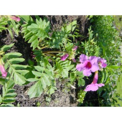 Incarvilea delavayi - dvojostice