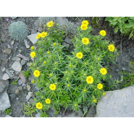 Inula ensifolia - oman mečolistý
