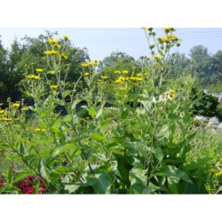 Inula helenium - oman pravý