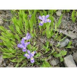 Iris lacustris - kosatec