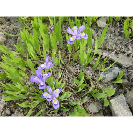 Iris lacustris - kosatec