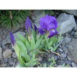 Iris pumila - kosatec nízký
