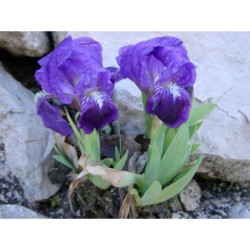 Iris pumila - kosatec nízký