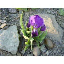 Iris pumila - kosatec nízký