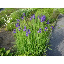 Iris sibirica - kosatec