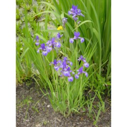 Iris sibirica - kosatec