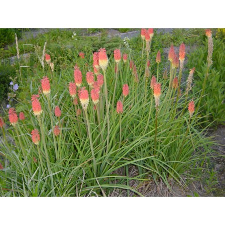 Kniphophia uvaria - kleopatřina jehlice