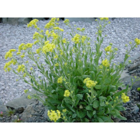 Alyssum sax. Sulphureum - tařice skalní
