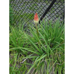 Kniphophia uvaria - kleopatřina jehlice