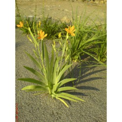 Belamcanda chinensis - angínovník čínský