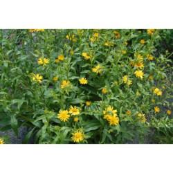 Buphtalmum salicifolium - volovec vrbolistý