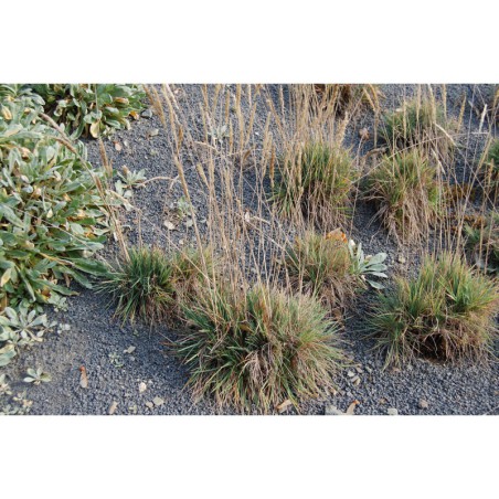 Koeleria glauca Minima - smělek sivý