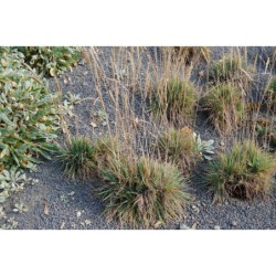 Koeleria glauca Minima - smělek sivý