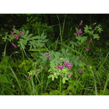 Lathyrus niger - hrachor černý