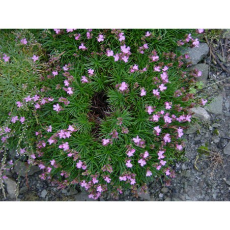 Acantholimon armenum