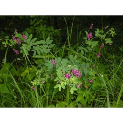 Lathyrus niger - hrachor černý