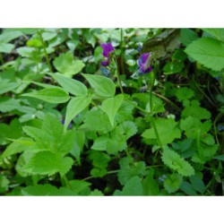Lathyrus vernus - hrachor jarní