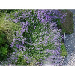 Lavandula officinalis - levandule lékařská