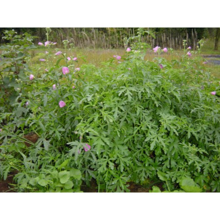 Lavatera moschata - sléz pižmový