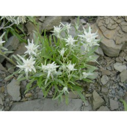 Leontopodium alpinum - protěž alpská