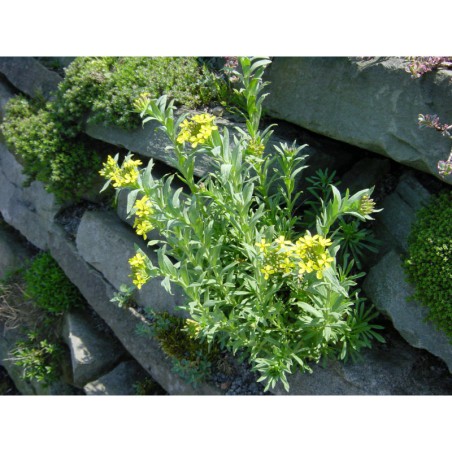 Alyssum utriculatum - tařice