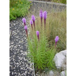 Liatris spicata - šuškarda, shorakvět