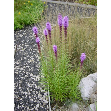 Liatris spicata - šuškarda, shorakvět