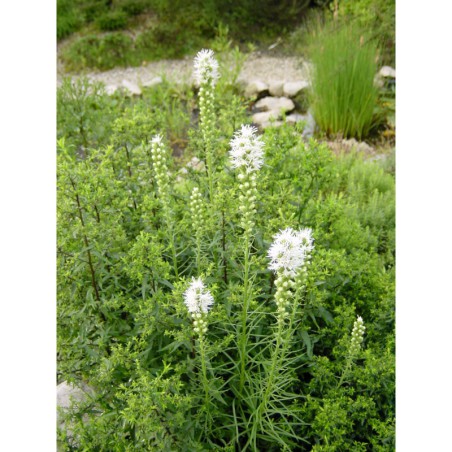 Liatris spicata Alba - šuškarda, shorakvět
