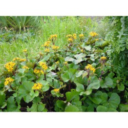 Ligularia clivorum Othelo - popelivka