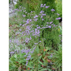 Limonium latifolium - statice