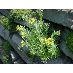 Alyssum utriculatum - tařice