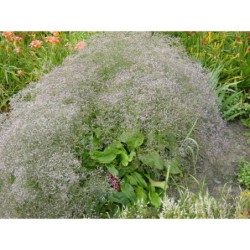 Limonium latifolium - statice