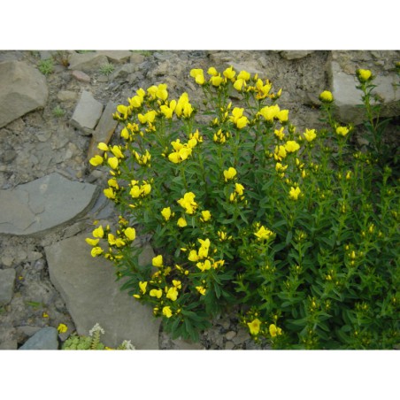 Linum flavum - len žlutý