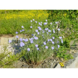 Linum perene - len vytrvalý