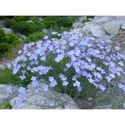 Linum narbonense - len