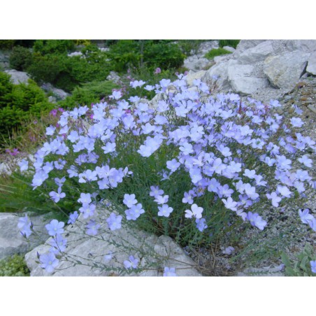 Linum narbonense - len