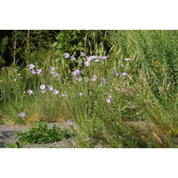 Linum hirsutum - len chlupatý