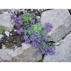 Linaria alpina - lněnka alpská