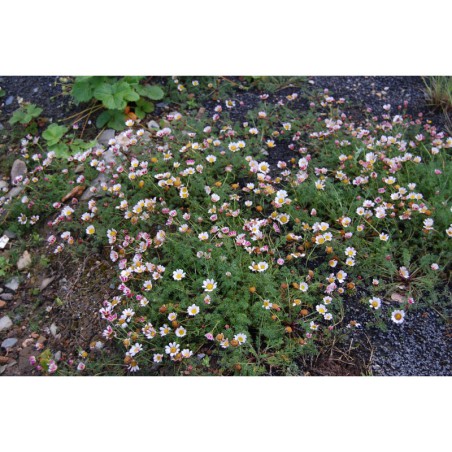 Anacyclus depressus - kruhovník