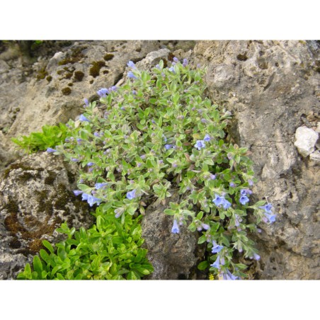 Lithodora oleifolia - kamejnička