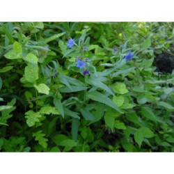 Lithospermum purpureo-coeruleum - kamejka modronachová