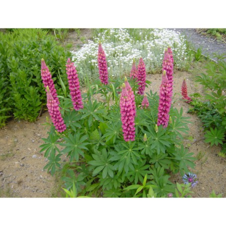 Lupinus polyphyllus - vlčí bob